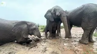 Cooling Off in the Rain with Fishan, Pisa and Timisa 🐘🌧️