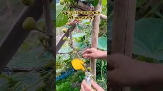 Why do They collect Fig fruit gum? #figfruit #secrettips #amazing #asmr