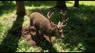 Deer Covered in THOUSANDS of Bees - His Desperate Escape Will Leave You Breathless
