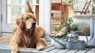 Sony | &alpha; | Real-time Eye AF for Animals