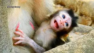 Welcome new baby monkey, Queen just give new birth, So cute baby boy