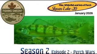 Sylvan Lake Pike Perch Whitefish January 28 2025