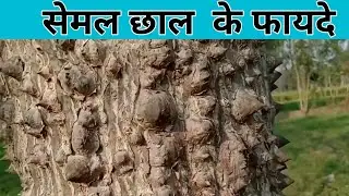 सेमल छाल  के फायदे//semal ka ped