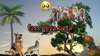 Dog monkey fight||Dog vs monkey fight||monkey fight with dog