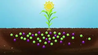 Liquid calcium vs lime