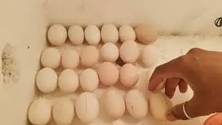  इन्क्युबेटरमध्ये अंडी फिरवताना 'ही' चूक करू नका! Rajmangal Poultry 