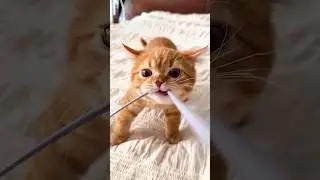 Cats being cats 🤣🤣 #funny #catvideos #catshorts #cat