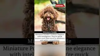 Intelligent animals perfect for Pet lovers #facts #animallife #petlovers #intelligentanimals