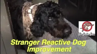 Dog with Stranger Anxiety and Reactivity Gets The Help She Needs