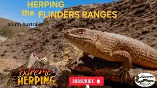 Herping the Flinders Ranges of south Australia.