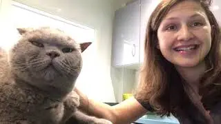 How Many Teeth Does My Cat Have & What Happens If Some Of Them Need To Be Removed?