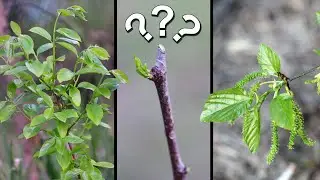 My Three Most Expensive Fruit Trees! With Spring Update