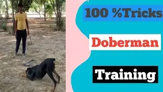 Doberman Training !! Trainer Rajesh Pal
