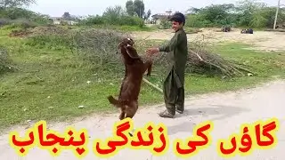 country life vlogvillage cookinglamb//ملکی زندگی گاؤں کا کھانا پکانا میمنے/