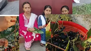 জাম দিয়ে জমজমাটি আড্ডা || Jam diye jamjamati adda || 🍒🍒🥳🥳