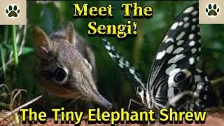 Discover the Adorable Sengi: The Tiny Elephant Shrew | Fascinating Facts & Footage!