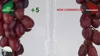 Mycogel on Crimson Seedless Grapes | Agrocode Bioscience