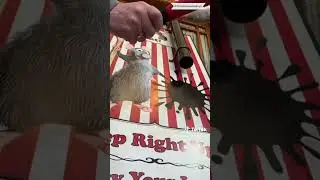 Splat The Rat! By Retro Carnival Games