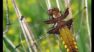 Broad-bodied Charser | Стрекоза сжатая (Libellula depressa)