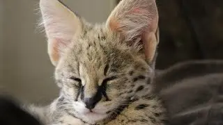 Bottle feeding baby King African Serval Cat 