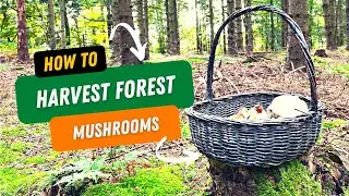 How to harvest forest Mushrooms (Bolete / puffball / red beltet polymore and natural medicine tea)