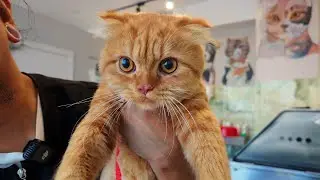 Натан был славным Рыжим 🧡 (противоположность Зиме) 😹