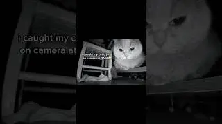 The world just wouldn&rsquo;t be the same without cats💔cat#cat #cats #foryou #fyp #pet #lovelycat