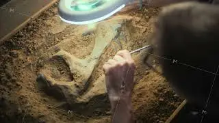 Archaeologist cleans ancient dinosaur skeleton using brush and tools