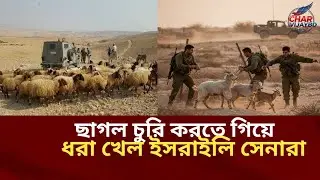 ২৫০ ছাগল চুরি! ধরা খেল ইসরাইলি সেনারা | Goat Theft | Israel Military | 