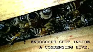 Endoscope Inside Two Condensing Hives