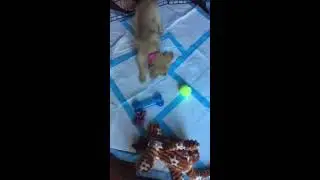 Bringing Home Millie (Our 10 Week Old Golden Retriever Puppy!!!!)