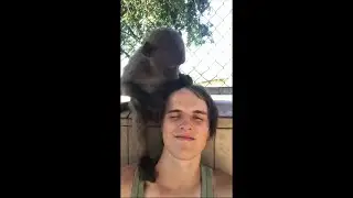 Monkey Cleaning Guy Face as He Sits Down Calmly