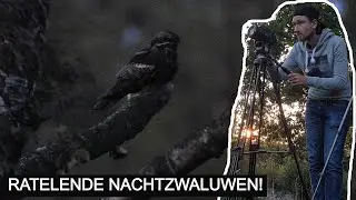 #163: De illustere nachtzwaluw!