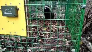 Arg sjubb. Vihainen supikoira. Angry raccoondog.