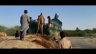 Camel Loading In Desert ||Camel Loading Process || Camel Load
