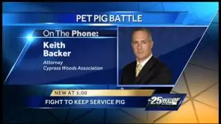 Family fighting to keep pet pig