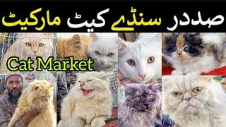 Karachi Cheapest Cat Market Pakistan || Billi ki Market Karachi || 03 March 2024 #babapetsinfo #cat