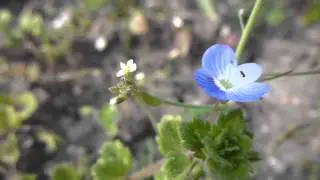 Speedwell - Veronica - V&ouml;ludepla - Steindepla - Gar&eth;pl&ouml;ntur -  Villijurt - &AElig;rupr&iacute;s - Sumarbl&oacute;m