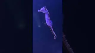LegaSea Aquarium Trip in Michigan
