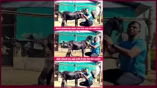 #शेळीपालन #farming #goatfarming #goat #goatfarmingbusiness #agriculture #businessplan #shelipalan