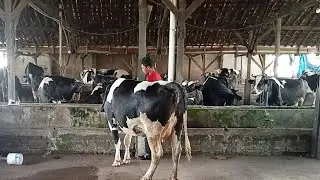 Main ke Kandang Sapi, Mooooo🐄