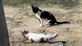 Cats and kittens funny videos ||cute baby cats meowing #catvideos #cat #meow #pets #funny #catsound 