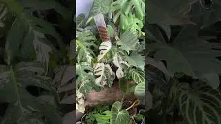 Nice garden #plants #plantssparkjoy #houseplants #caycanh #kiengla #greenlove #aroidlover