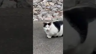 Dinner ETA, Do We Have Intel? #japan #tokyo #love #cat cats #care #cutecat #cute #catlover #catlove