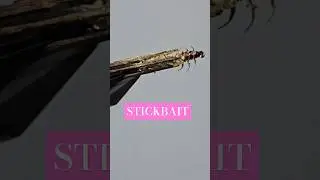 Tying the BEST Stickbait October Caddis Larva Fly - Limnephilidae #flyfishing #caddis #wutang