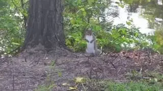 Squirrels at the Grifton Campground, North Carolina - Travels With Phil - unedited