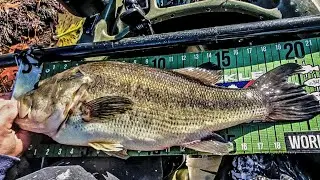 Swim Jig Brute Cast2Catch