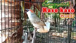 kaso kaso gacor isian kluar semua