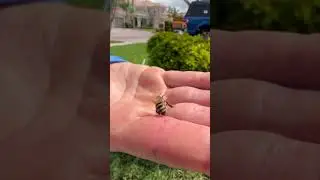 Укусы пчел случаются ежедневно.
