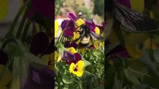 #nature #monsoon #bee